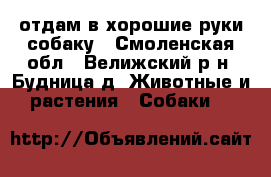 отдам в хорошие руки собаку - Смоленская обл., Велижский р-н, Будница д. Животные и растения » Собаки   